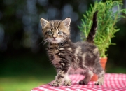 开云官方app入口-教科书般的防守艺术，孔德如何单节锁定阿根廷对塞维利亚的胜局