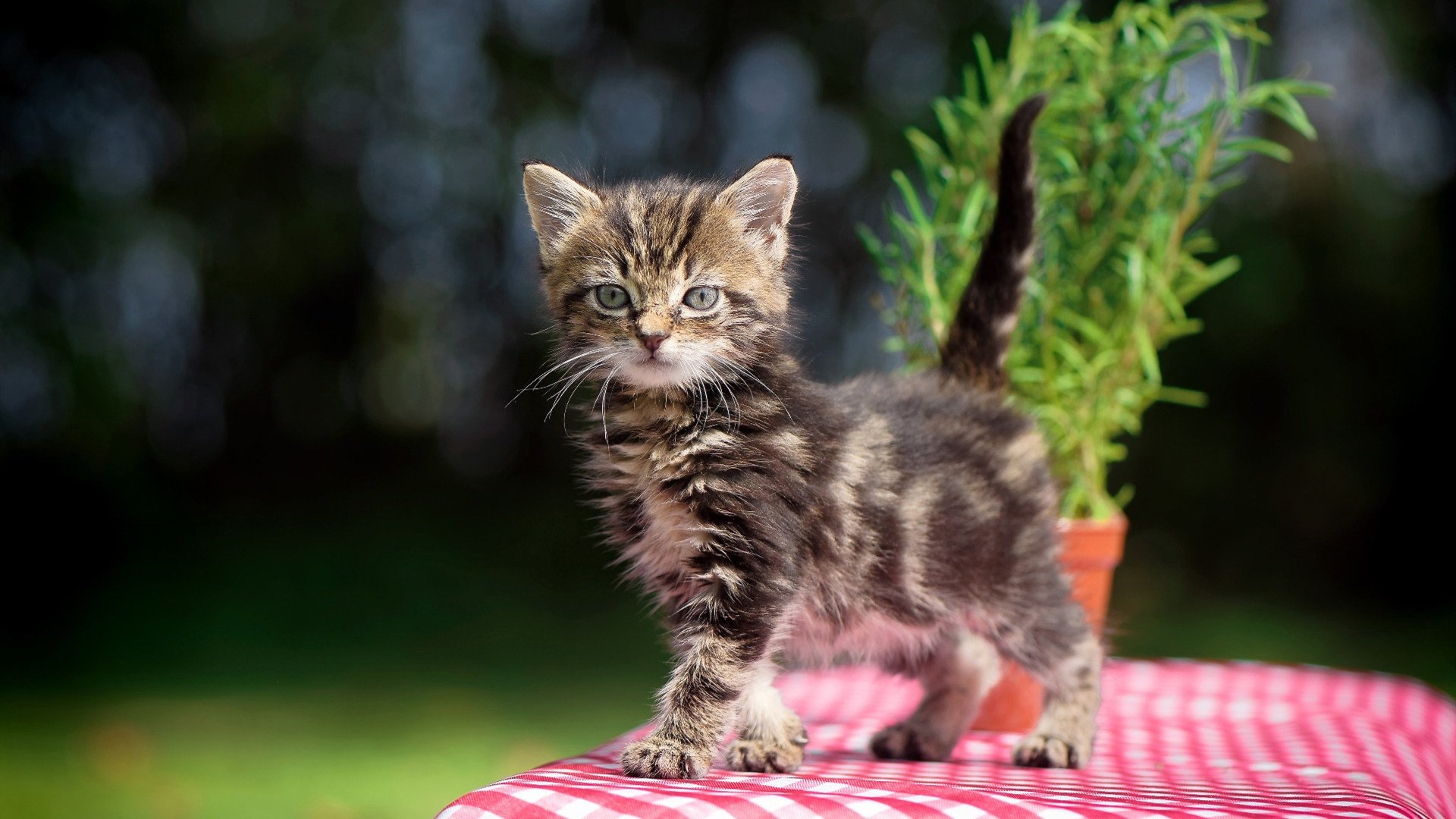 教科书般的防守艺术，孔德如何单节锁定阿根廷对塞维利亚的胜局